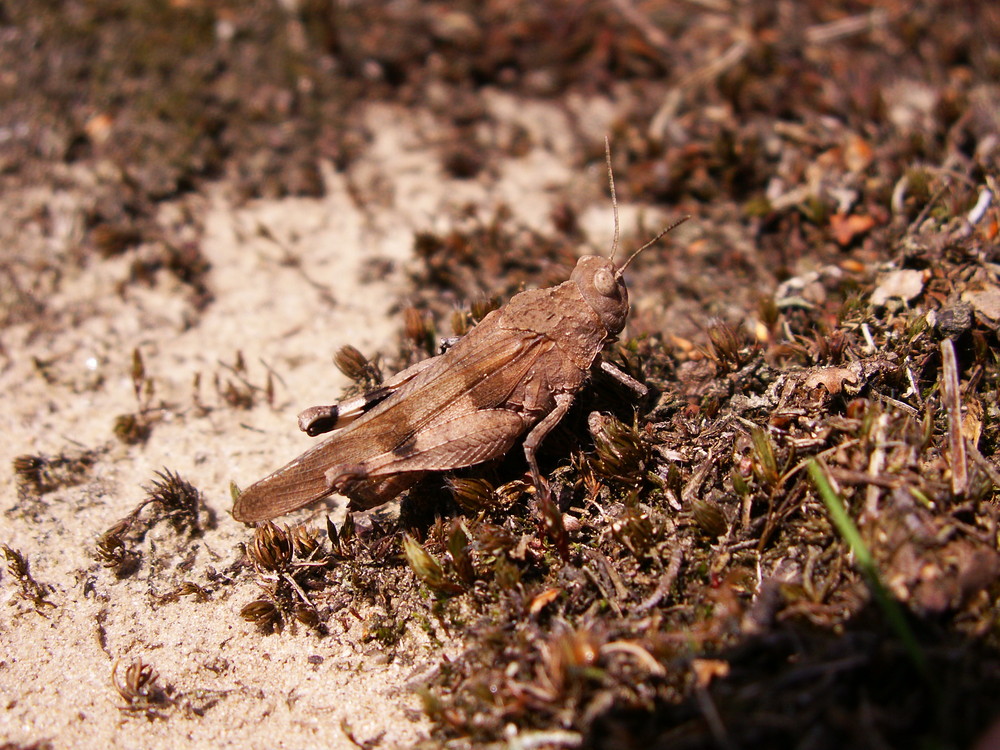 Blauflügelige Ödlandschrecke (Möter)