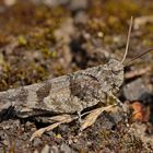 Blauflügelige Ödlandschrecke (Oedipoda caerulescens) 1360125