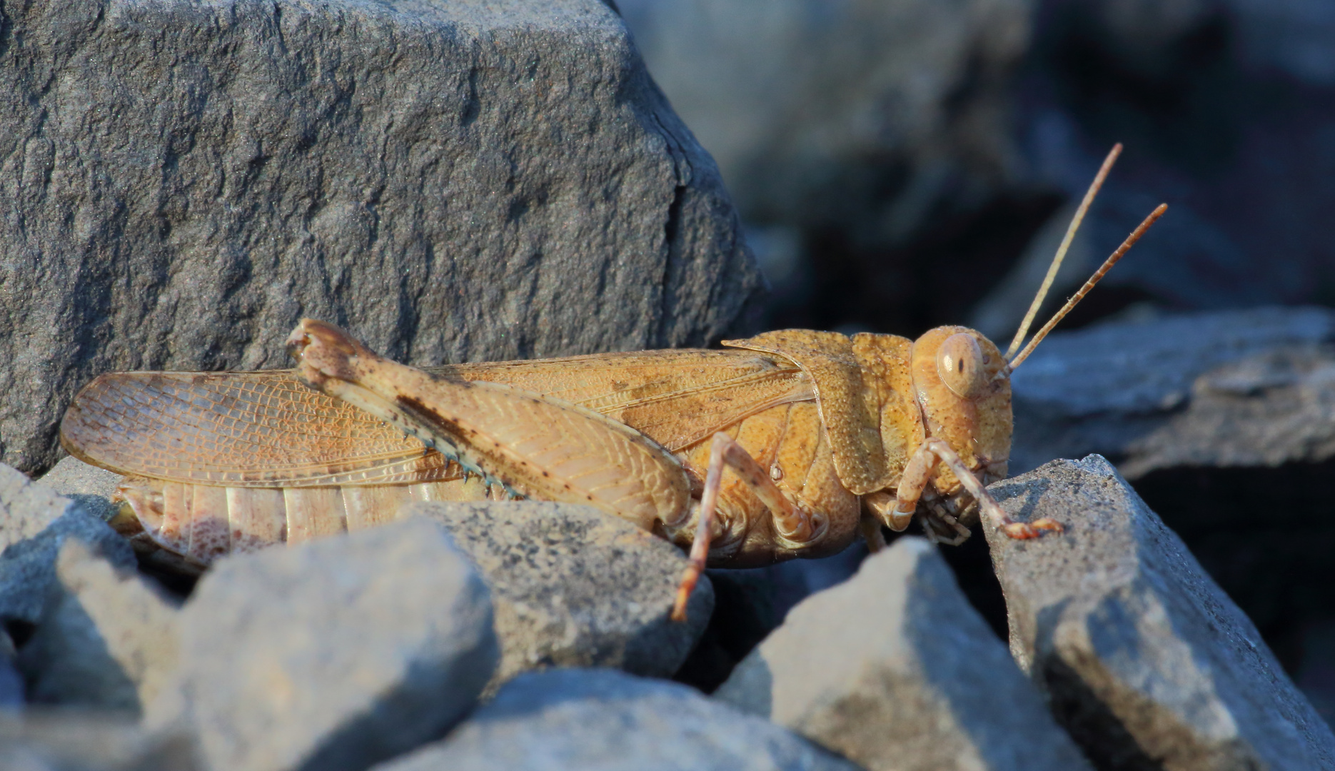 Blauflügelige Ödlandschrecke/ Oedipoda caerulescens 2