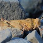 Blauflügelige Ödlandschrecke/ Oedipoda caerulescens 2