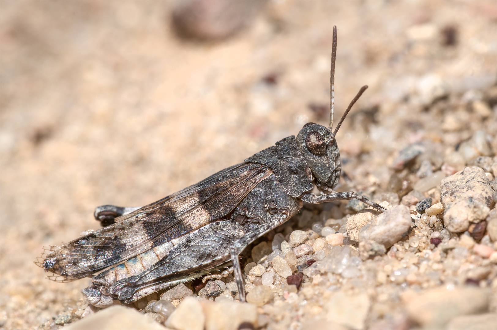 Blauflügelige Ödlandschrecke (Oedipoda caerulescens)