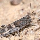 Blauflügelige Ödlandschrecke (Oedipoda caerulescens)