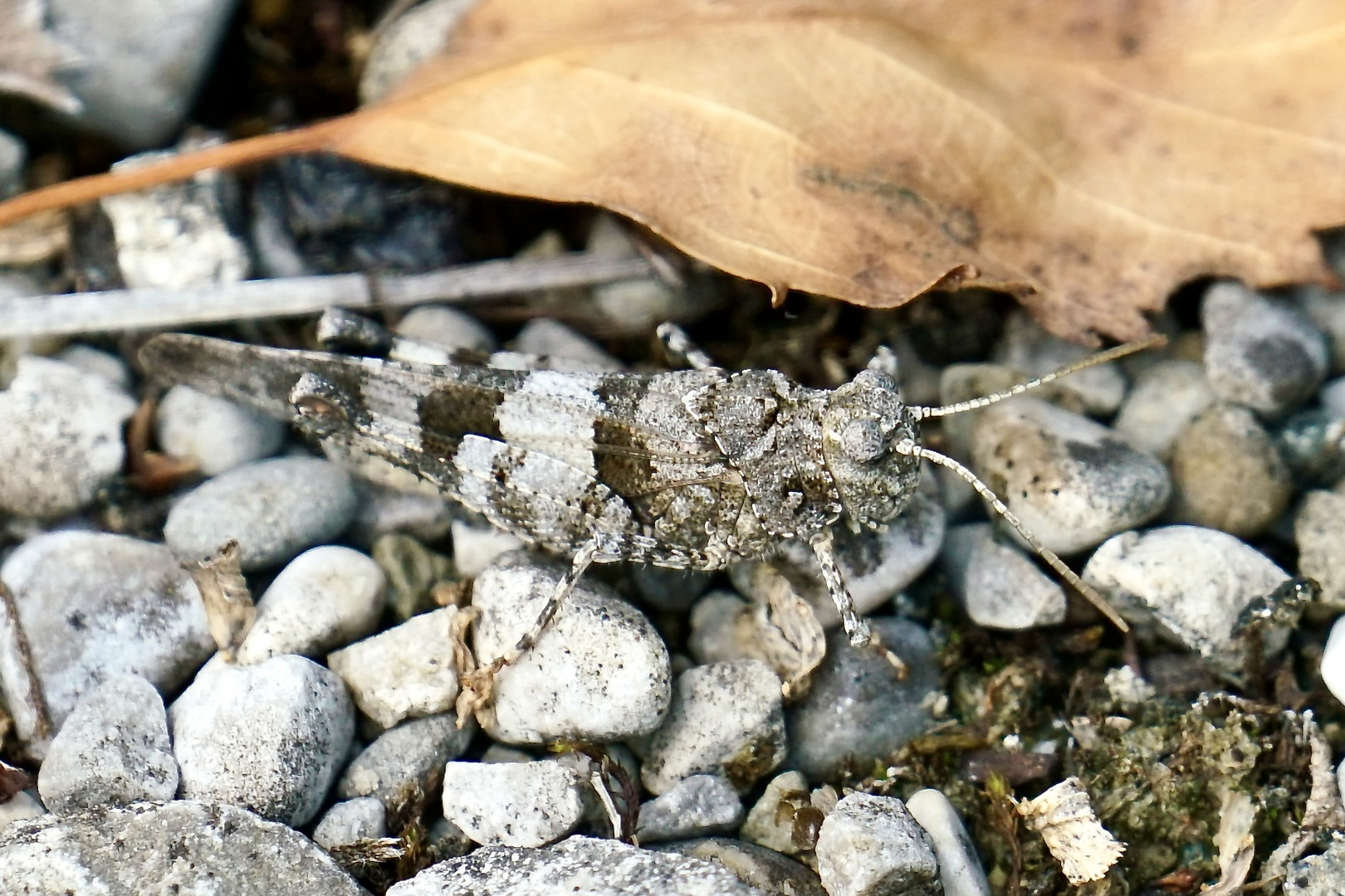 Blauflügelige Ödlandschrecke (Oedipoda caerulescens)