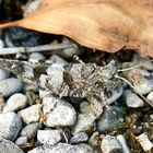 Blauflügelige Ödlandschrecke (Oedipoda caerulescens)