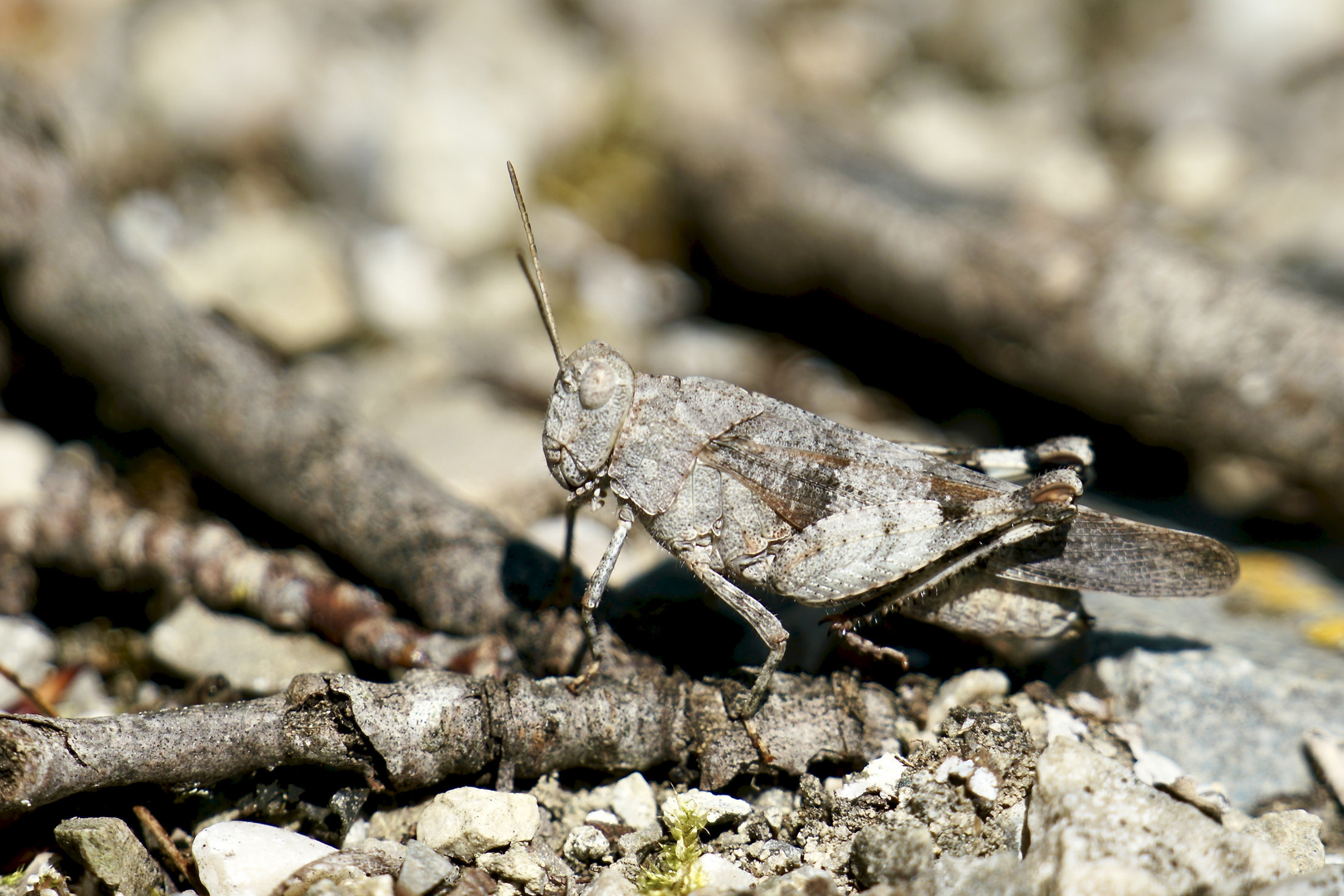 Blauflügelige Ödlandschrecke (Oedipoda caerulescens)