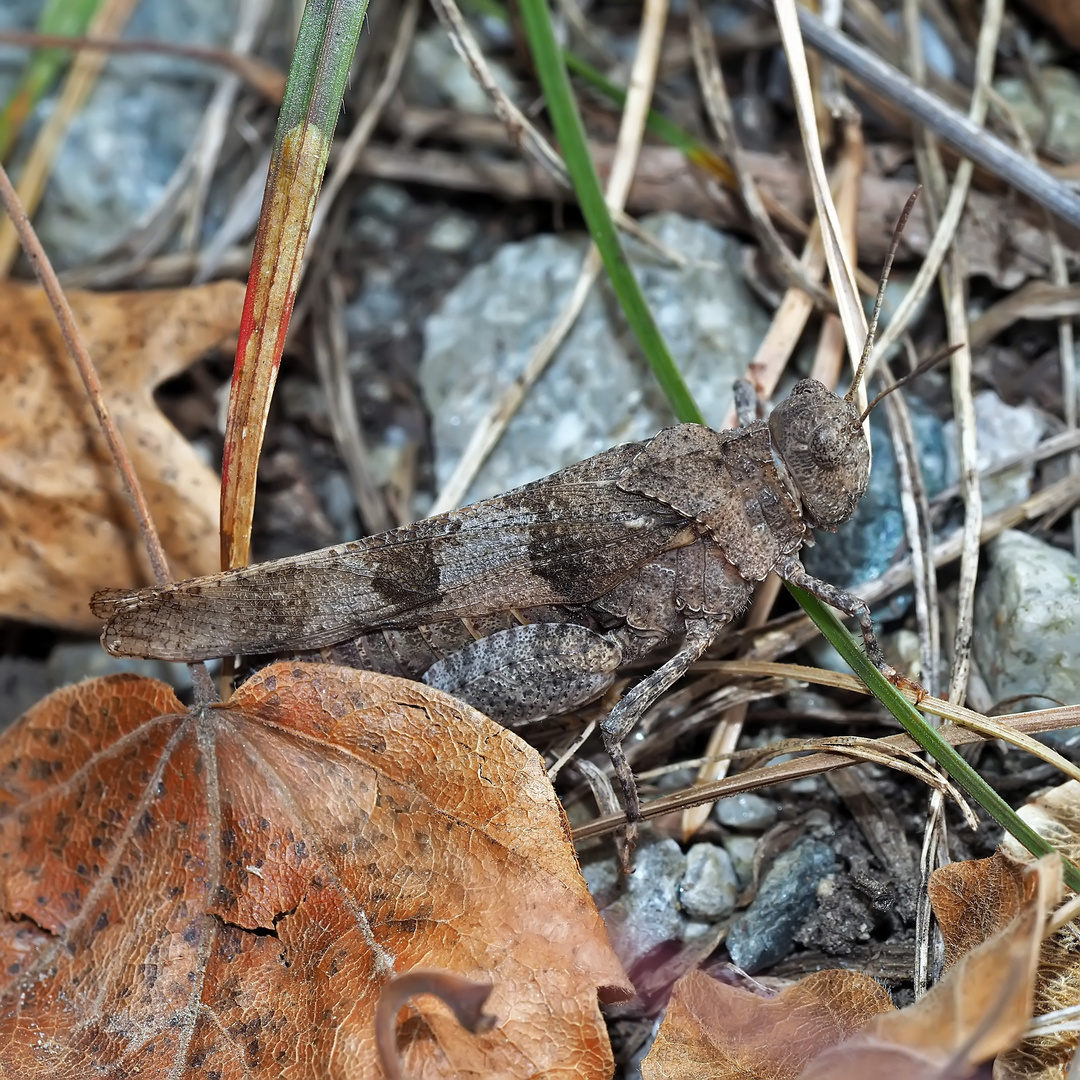 Blauflügelige Ödlandschrecke (Oedipoda caerulescens)