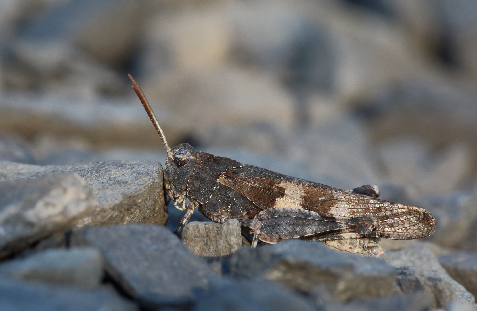 Blauflügelige Ödlandschrecke/ Oedipoda caerulescens