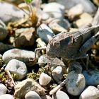 Blauflügelige Ödlandschrecke (Oedipoda caerulescens)