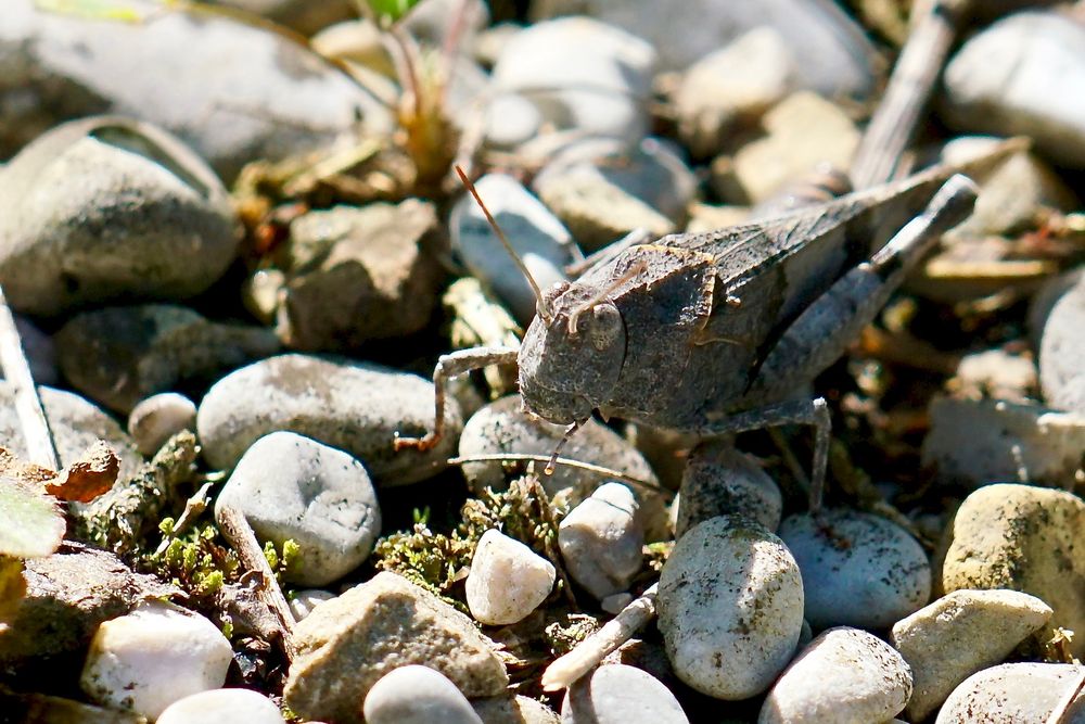 Blauflügelige Ödlandschrecke (Oedipoda caerulescens)