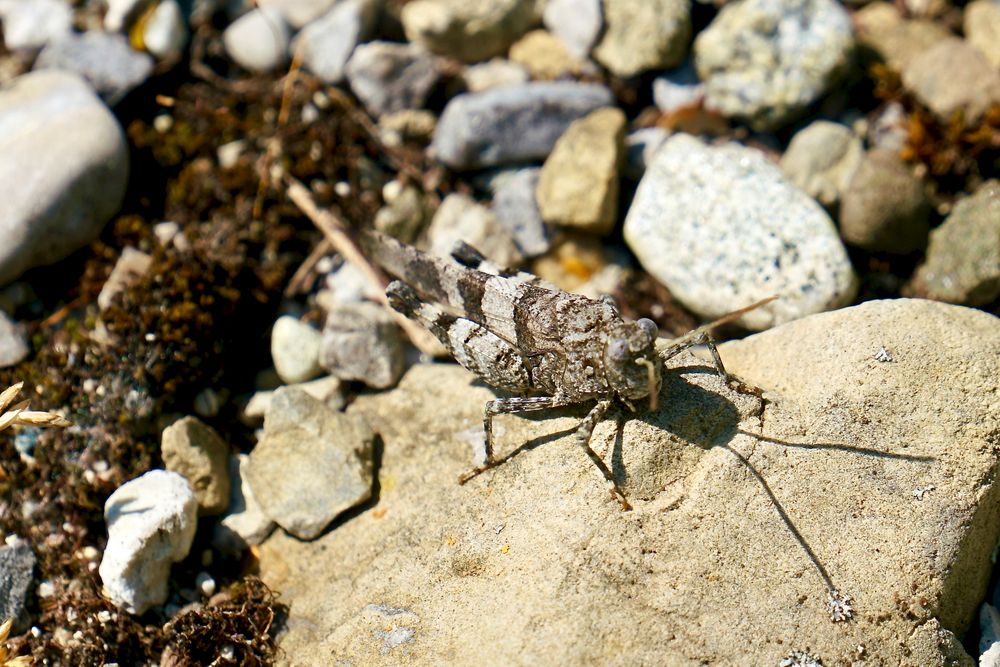 Blauflügelige Ödlandschrecke (Oedipoda caerulescens)