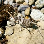 Blauflügelige Ödlandschrecke (Oedipoda caerulescens)