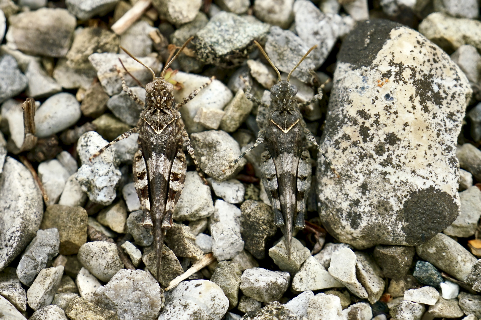 Blauflügelige Ödlandschrecke (Oedipoda caerulescens)