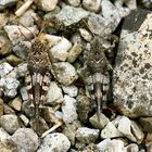 Blauflügelige Ödlandschrecke (Oedipoda caerulescens)