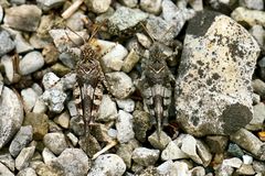 Blauflügelige Ödlandschrecke (Oedipoda caerulescens)