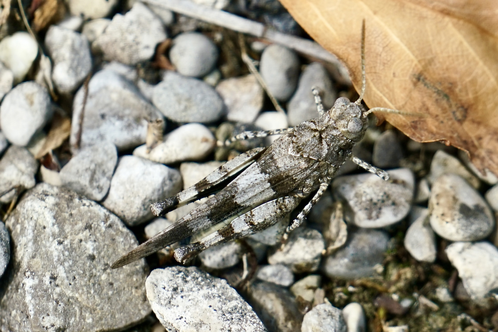 Blauflügelige Ödlandschrecke (Oedipoda caerulescens)