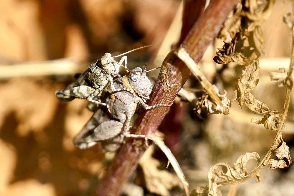 Blauflügelige Ödlandschrecke (Oedipoda caerulescens)