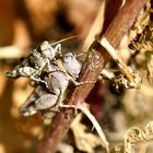 Blauflügelige Ödlandschrecke (Oedipoda caerulescens)