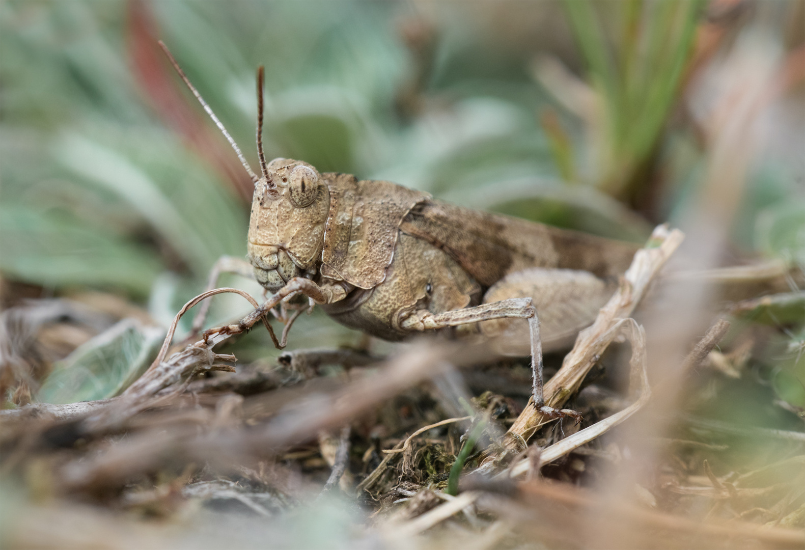 Blauflügelige Ödlandschrecke (Oedipoda caerulescens) 