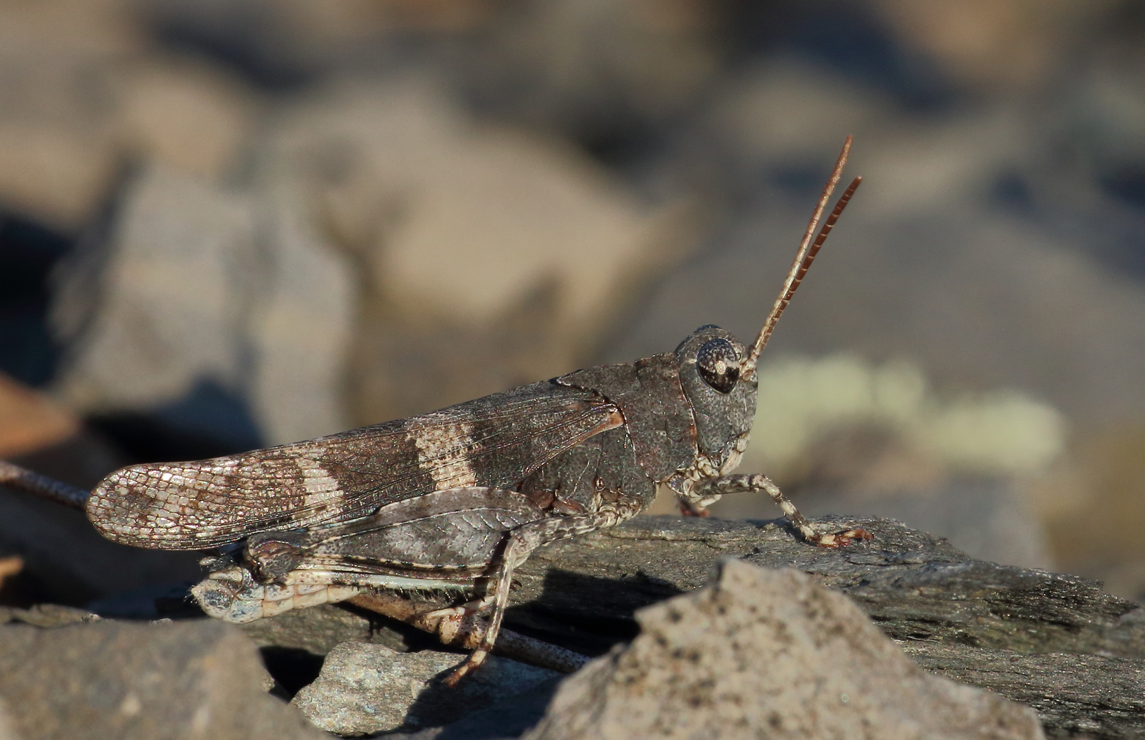 Blauflügelige Ödlandschrecke/ Oedipoda caerulescens