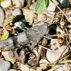 Blauflügelige Ödlandschrecke (Oedipoda caerulescens)