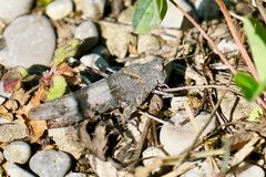 Blauflügelige Ödlandschrecke (Oedipoda caerulescens)