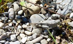 Blauflügelige Ödlandschrecke (Oedipoda caerulescens)