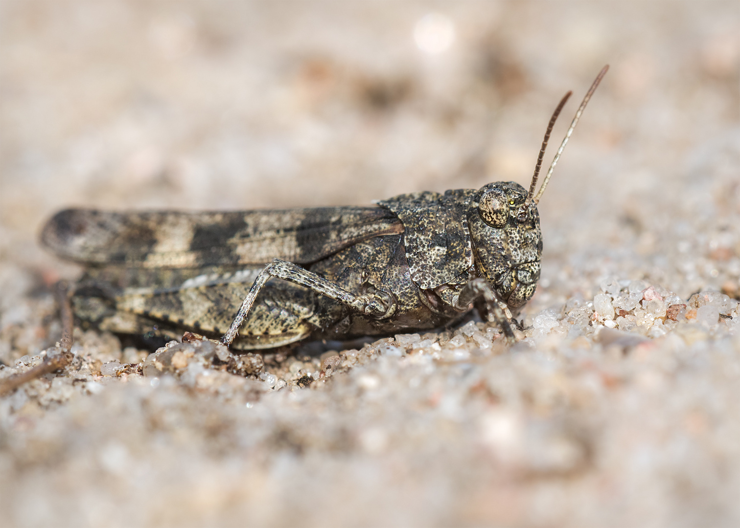 Blauflügelige Ödlandschrecke (Oedipoda caerulescens)