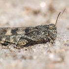 Blauflügelige Ödlandschrecke (Oedipoda caerulescens)