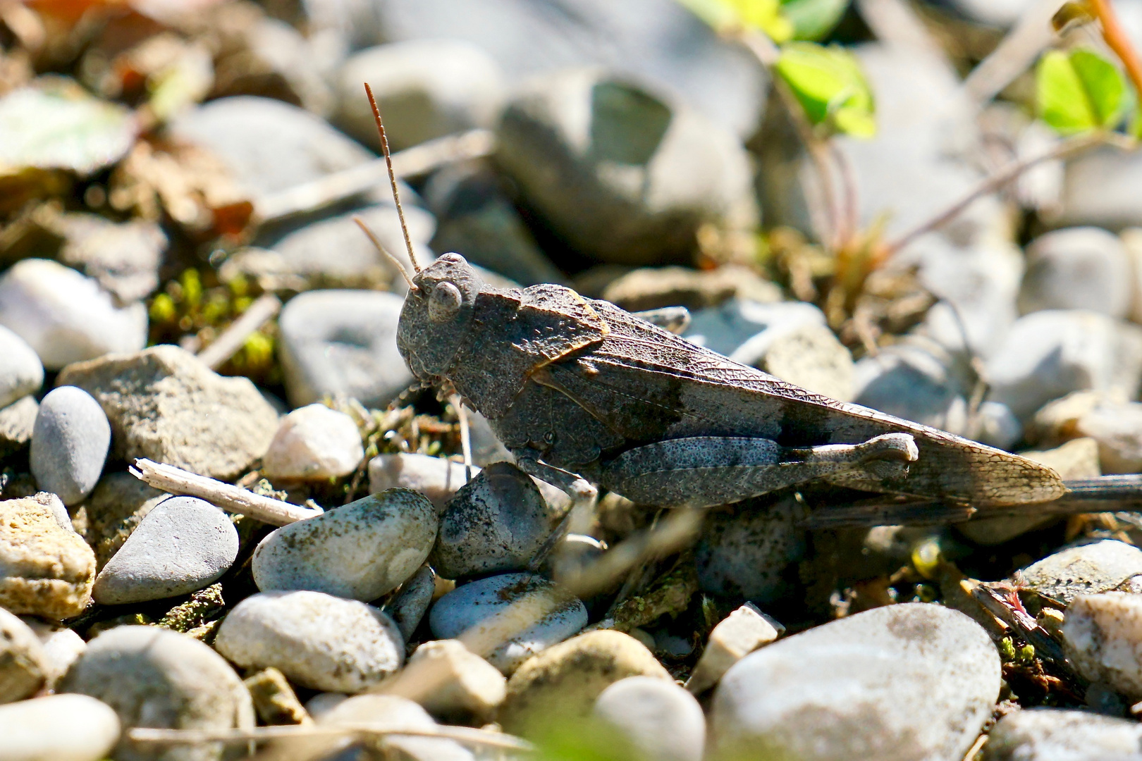 Blauflügelige Ödlandschrecke (Oedipoda caerulescens)