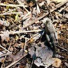 Blauflügelige Ödlandschrecke (Oedipoda caerulescens)