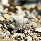 Blauflügelige Ödlandschrecke (Oedipoda caerulescens)