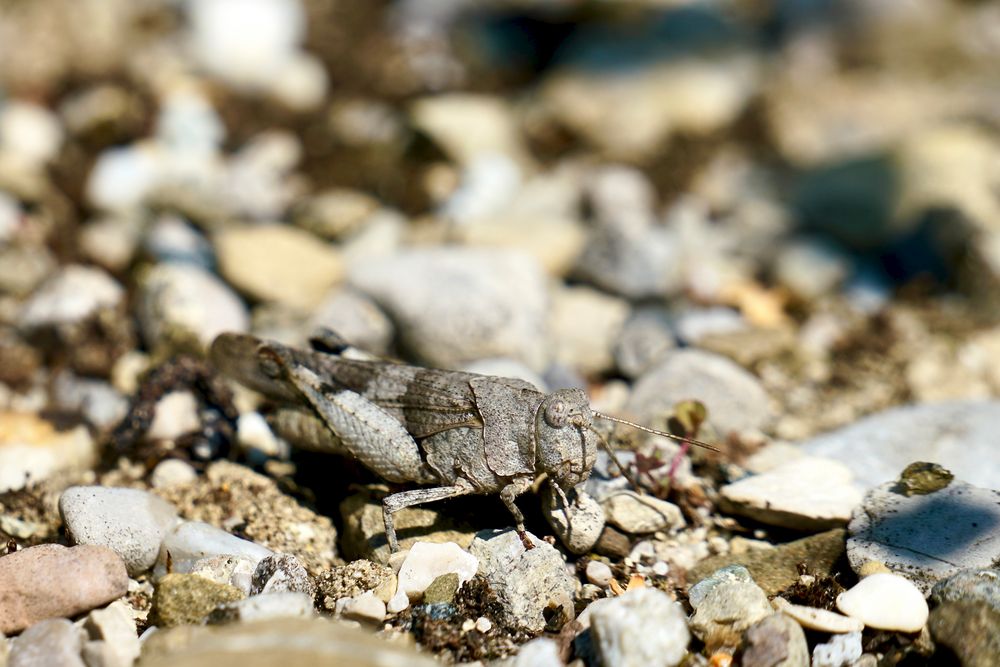 Blauflügelige Ödlandschrecke (Oedipoda caerulescens)