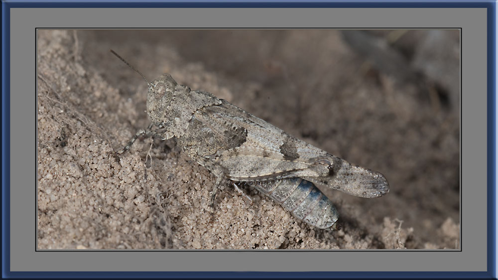 Blauflügelige Ödlandschrecke (Oedipoda caerulescens)