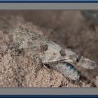 Blauflügelige Ödlandschrecke (Oedipoda caerulescens)