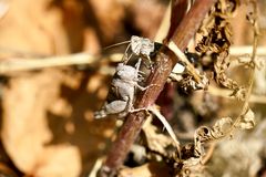 Blauflügelige Ödlandschrecke (Oedipoda caerulescens)