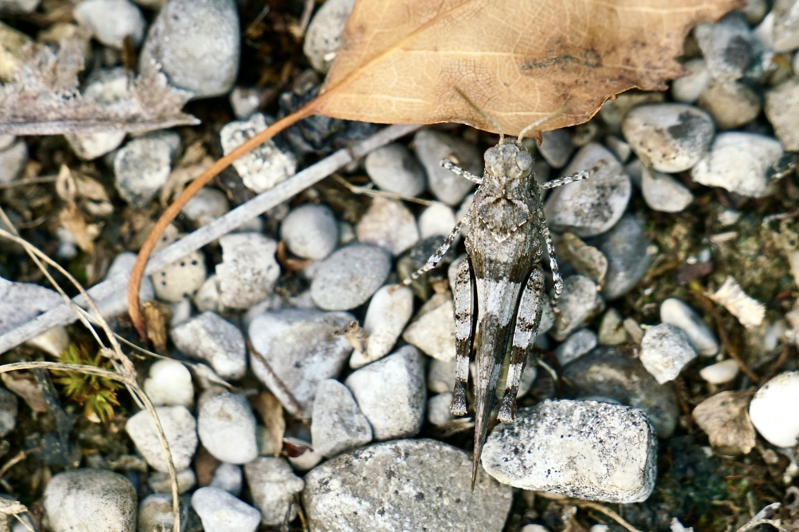 Blauflügelige Ödlandschrecke (Oedipoda caerulescens)