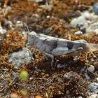 Blauflügelige Ödlandschrecke (Oedipoda caerulescens)