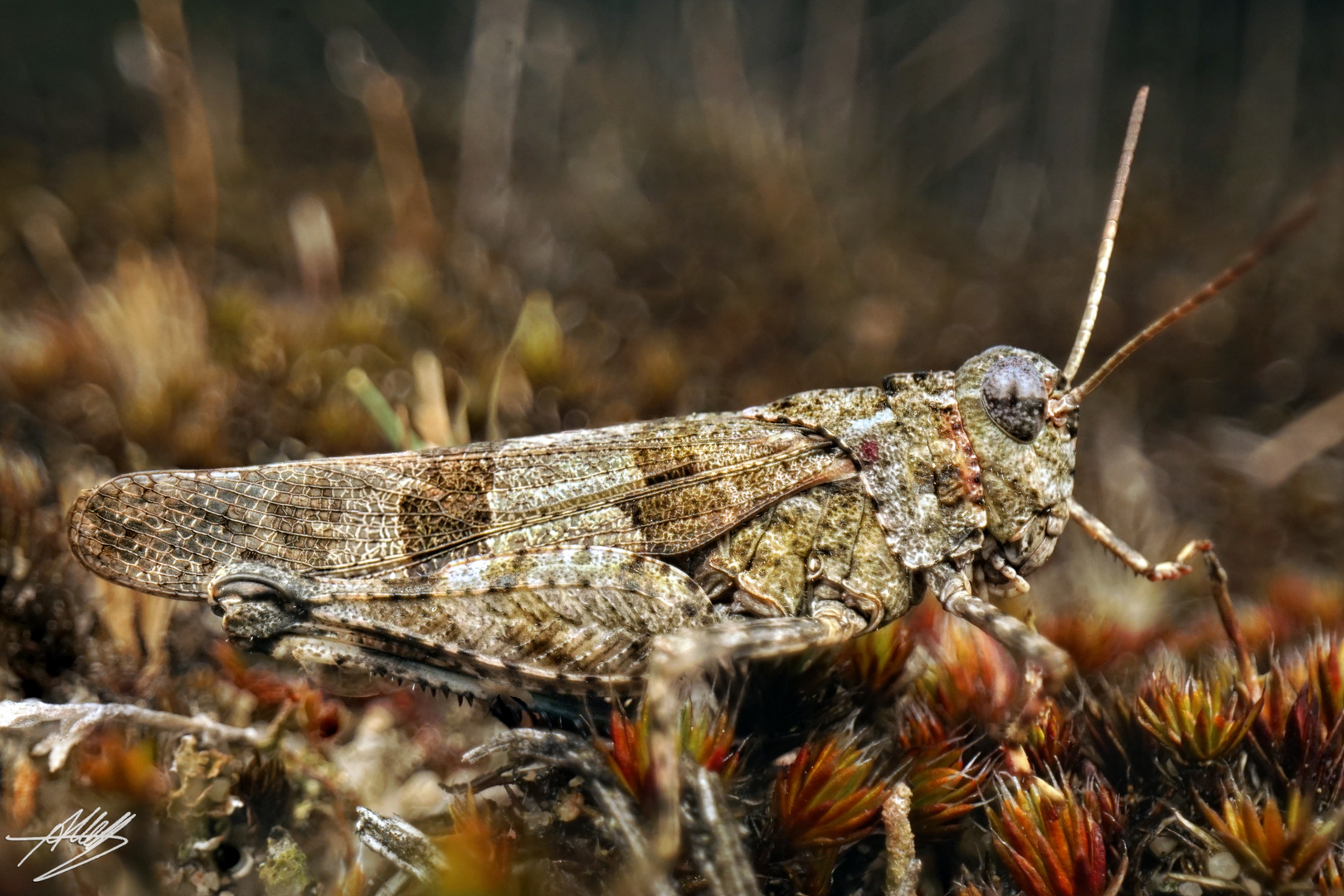 Blauflügelige Ödlandschrecke (Oedipoda caerulescens)