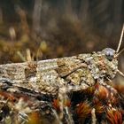 Blauflügelige Ödlandschrecke (Oedipoda caerulescens)