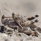 Blauflügelige Ödlandschrecke ((Oedipoda caerulescens)