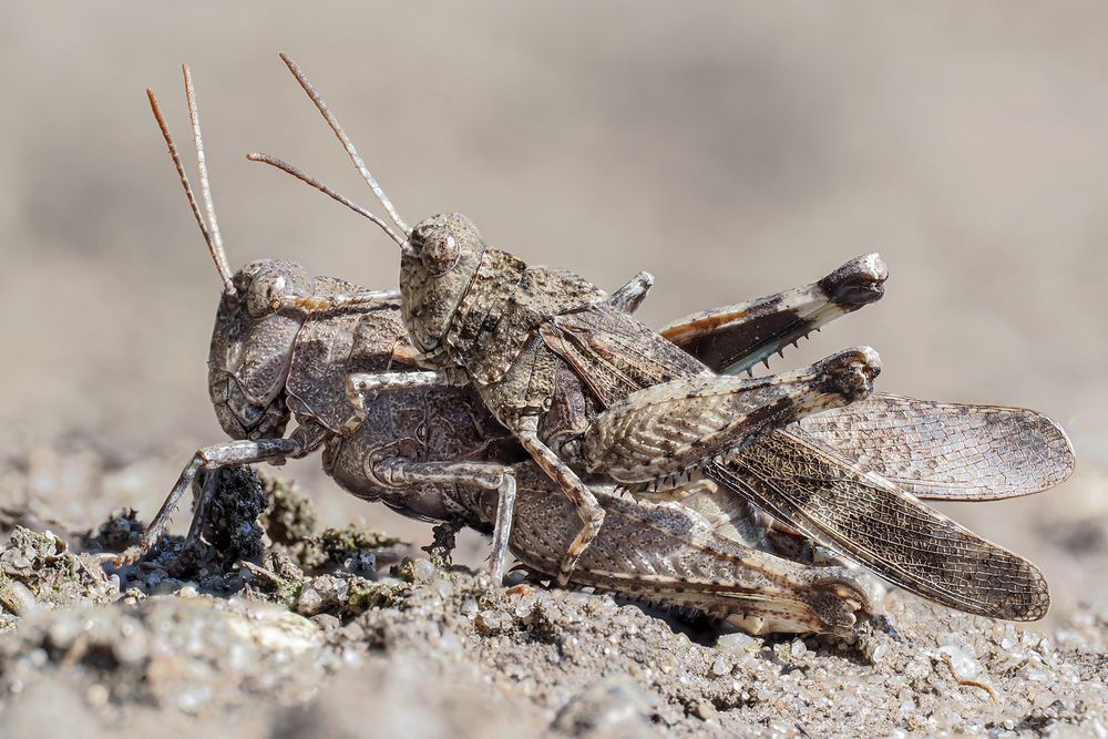 Blauflügelige Ödlandschrecke ((Oedipoda caerulescens)