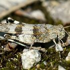 Blauflügelige Ödlandschrecke (Oedipoda caerulescens)