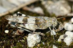 Blauflügelige Ödlandschrecke (Oedipoda caerulescens)