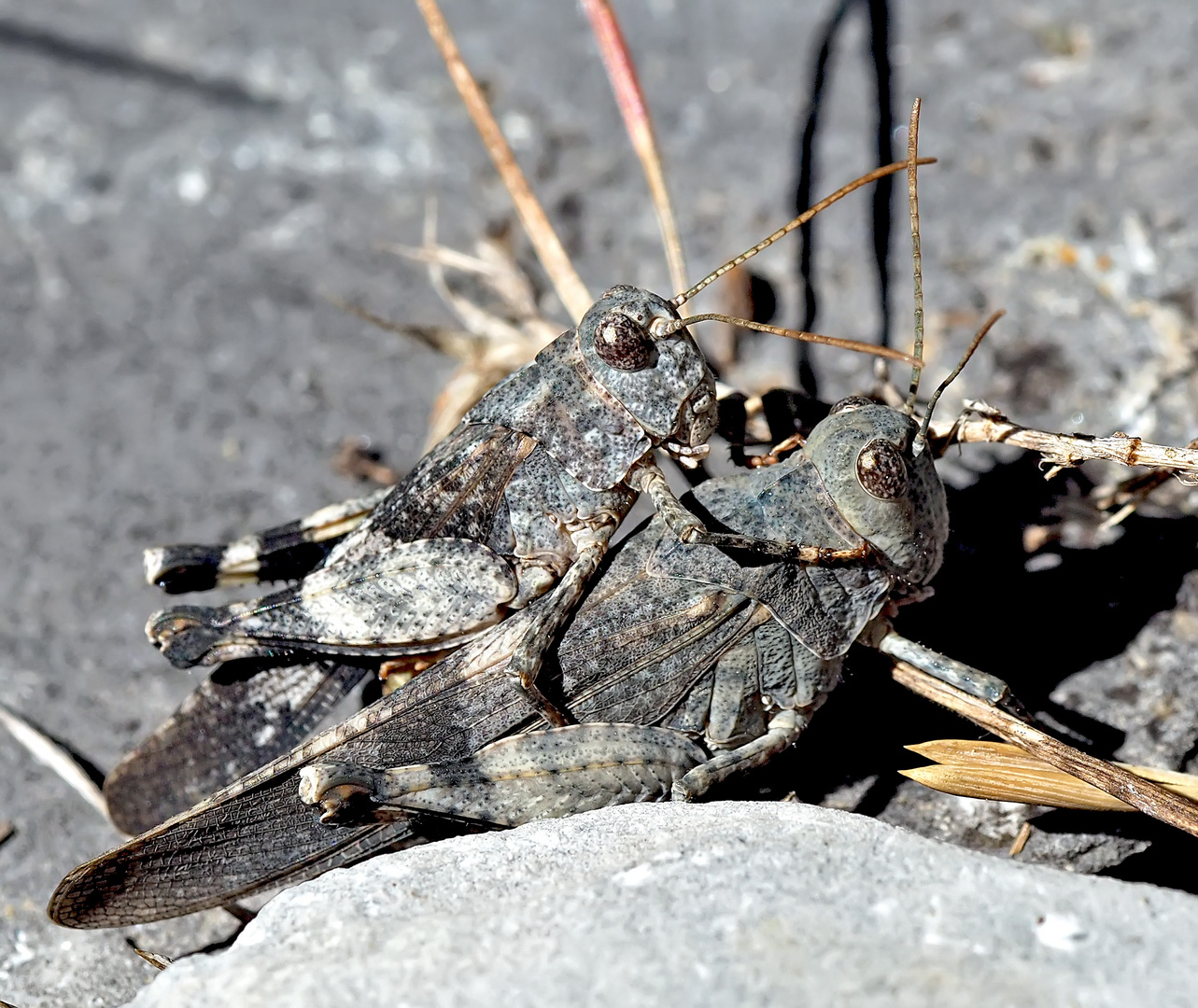 Blauflügelige Ödlandschrecken (Oedipoda caerulescens)  