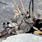 Blauflügelige Ödlandschrecken (Oedipoda caerulescens)  