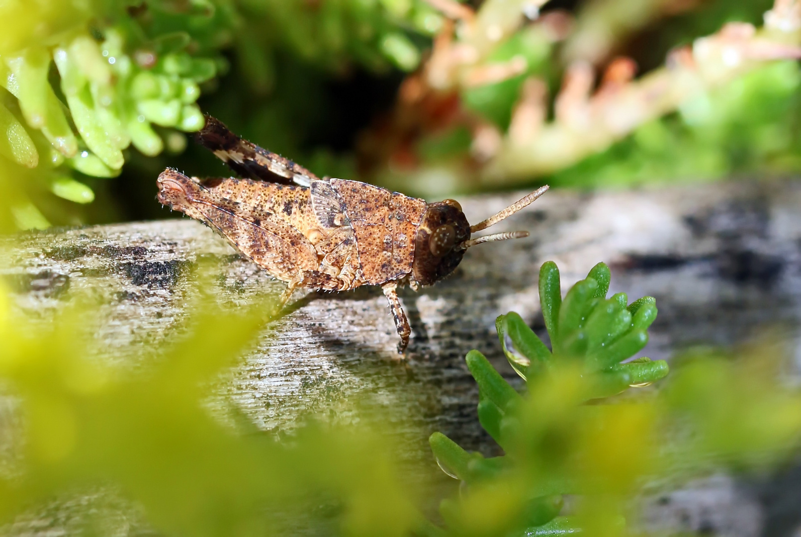 Blauflügelige Ödlandschrecke,Oedipoda caerulescens