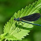 Blauflügelige Prachtlibelle