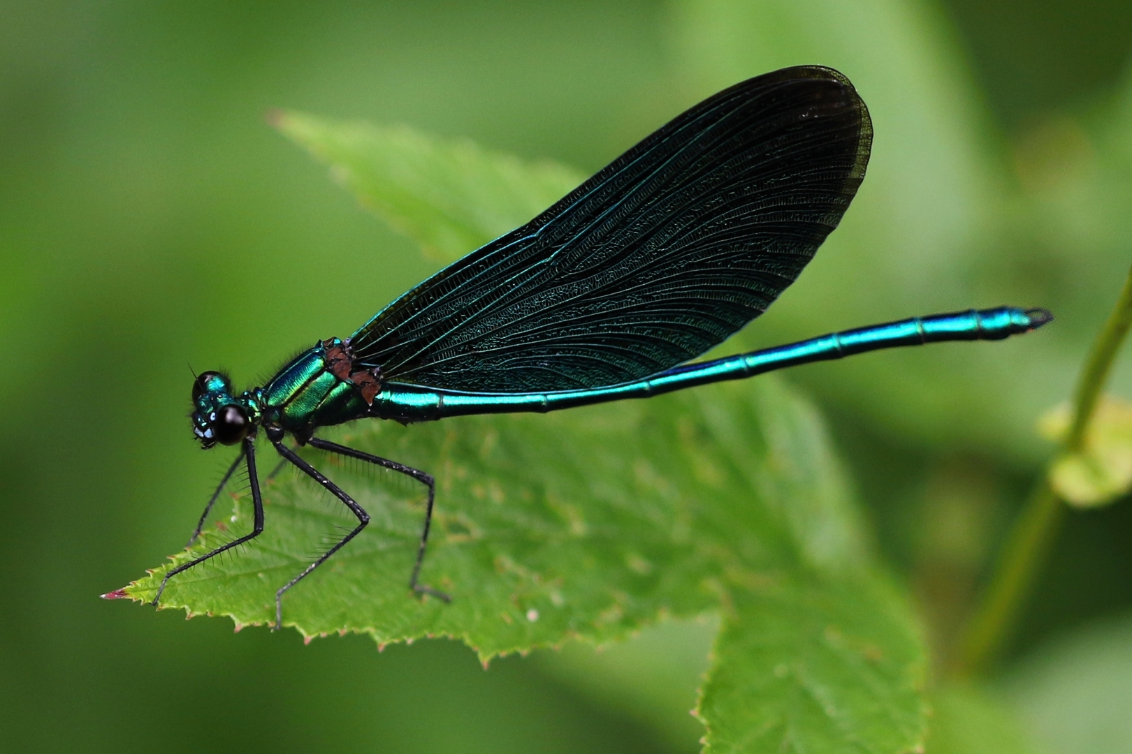 Blauflügelige Prachtlibelle