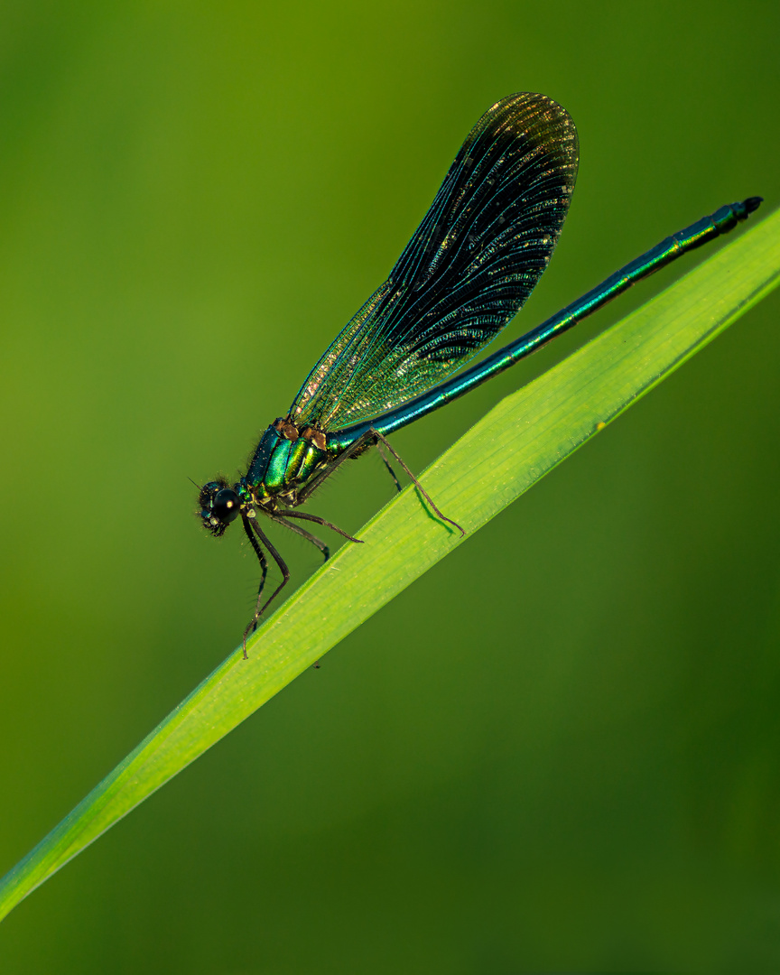 Blauflügelige Prachtlibelle