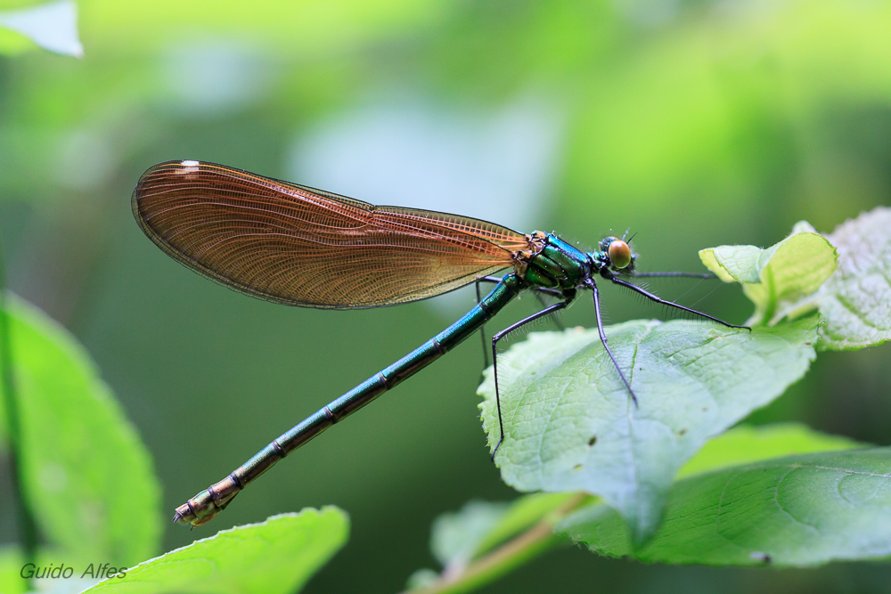 Blauflügelige Prachtlibelle